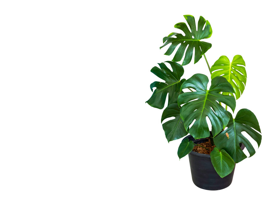A Monstera plant in a black pot